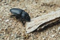 Big black beetle crawling on a wooden stick