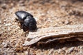 Big black beetle crawling on a wooden stick