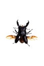 Big black beetle, isolate on a white background, dorcus titanus Royalty Free Stock Photo