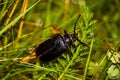 Big black beetle Tanner sits in green grass