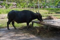 Big black buffalo eating hay in a safari park in Thailand. The bull is grazing