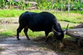 Big black buffalo eating hay in a safari park in Thailand. The bull is grazing