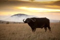 Big black buffalo on the grass covered field with the sunset in the background Royalty Free Stock Photo