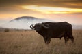 Big black buffalo on the grass covered field with the sunset in the background Royalty Free Stock Photo