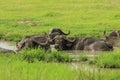 Big Black Buffalo in the Mikumi National Park, Tanzania Royalty Free Stock Photo