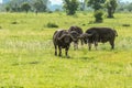 Big Black Buffalo in the Mikumi National Park, Tanzania Royalty Free Stock Photo