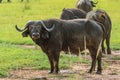 Big Black Buffalo in the Mikumi National Park, Tanzania Royalty Free Stock Photo