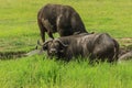 Big Black Buffalo in the Mikumi National Park, Tanzania Royalty Free Stock Photo