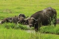 Big Black Buffalo in the Mikumi National Park, Tanzania Royalty Free Stock Photo