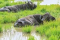 Big Black Buffalo in the Mikumi National Park, Tanzania Royalty Free Stock Photo