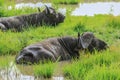 Big Black Buffalo in the Mikumi National Park, Tanzania Royalty Free Stock Photo