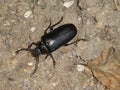 Big black bug beetle in the forest Royalty Free Stock Photo