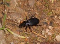 Big black bug beetle in the forest Royalty Free Stock Photo