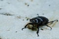 Big black bug crawling on a stone Royalty Free Stock Photo