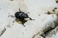 Big black bug crawling on a stone Royalty Free Stock Photo