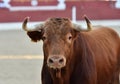 Big black bull in the spanish bullring