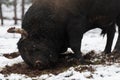 A big black bull stabs its horns into the snowy ground and trains to fight in the arena. The concept of bullfighting