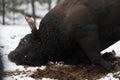 A big black bull stabs its horns into the snowy ground and trains to fight in the arena. The concept of bullfighting