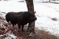 A big black bull stabs its horns into the snowy ground and trains to fight in the arena. The concept of bullfighting