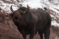 A big black bull stabs its horns into the snowy ground and trains to fight in the arena. The concept of bullfighting