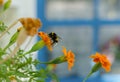 Big black bumblebee, insect on orange marigold flower Royalty Free Stock Photo