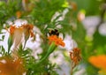 Big black bumblebee, insect on orange marigold flower Royalty Free Stock Photo