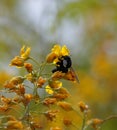 Black bumblebee on a yellow flower.