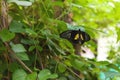 Big black butterfly on green leaf Royalty Free Stock Photo