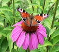 Big black butterfly Monarch walks on plant with flowers