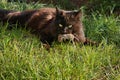 A black cat caught a mouse and holds in its teeth