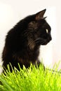 Big black cat eats green grass. Animal health. Favorite pet eats vitamins. Royalty Free Stock Photo