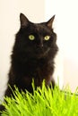 Big black cat eats green grass. Animal health. Favorite pet eats vitamins. Royalty Free Stock Photo