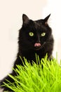 Big black cat eats green grass. Animal health. Favorite pet eats vitamins. Royalty Free Stock Photo