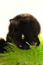 Big black cat eats green grass. Animal health. Favorite pet eats vitamins. Royalty Free Stock Photo