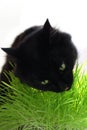 Big black cat eats green grass. Animal health. Favorite pet eats vitamins. Royalty Free Stock Photo