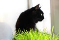 Big black cat eats green grass. Animal health. Favorite pet eats vitamins. Royalty Free Stock Photo