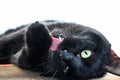 A big black cat licks its paws on a claw. He pulls the claw.