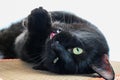 A big black cat licks its paws on a claw. He pulls the claw.