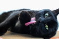 A big black cat licks its paws on a claw. He pulls the claw. White background.