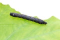 Big black caterpillar on a leaf Royalty Free Stock Photo