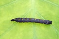 Big black caterpillar on a leaf Royalty Free Stock Photo