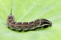 Big black caterpillar on a leaf Royalty Free Stock Photo