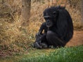 Big black chimpanzee sitting on a meadow Royalty Free Stock Photo