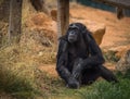 Big black chimpanzee sitting on a meadow Royalty Free Stock Photo