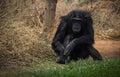 Big black chimpanzee sitting on a meadow Royalty Free Stock Photo