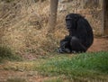 Big black chimpanzee sitting on a meadow Royalty Free Stock Photo