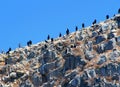 Big black cormorants Royalty Free Stock Photo