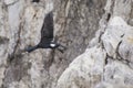 Big black cormorants in flight Royalty Free Stock Photo