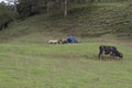 A big black cow and a curios sheeps in front of a blue camping tend Royalty Free Stock Photo