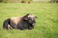 Big black cow lying on the green grass in a field and relaxing Royalty Free Stock Photo